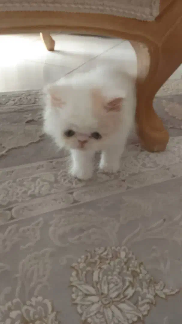 گربه|گربه|قزوین, |دیوار