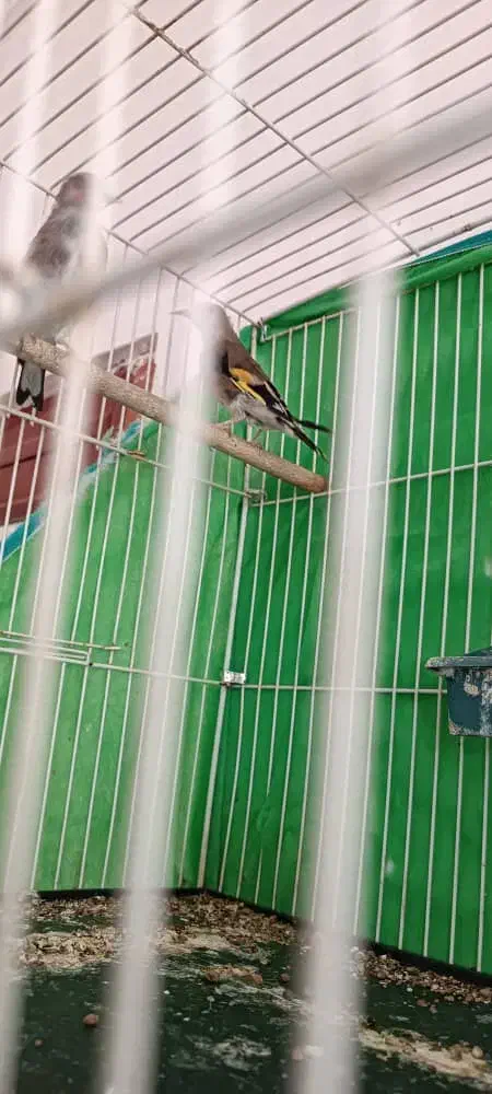 سلام یک عدد وسهره ماده|پرنده|کرمان, |دیوار