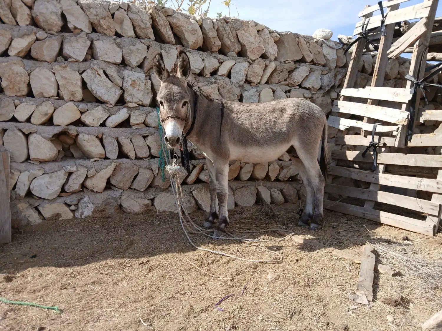 الاغ نر|حیوانات مزرعه|بندرعباس, |دیوار