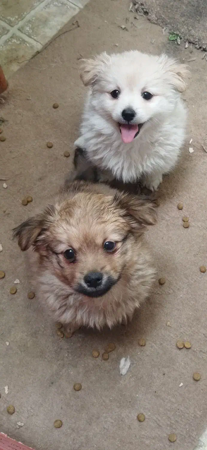 سگ خونگی|سگ|دره شهر, |دیوار