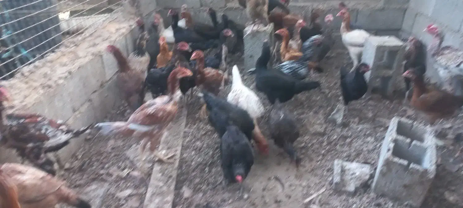 مرغ بومی|حیوانات مزرعه|تخت, |دیوار