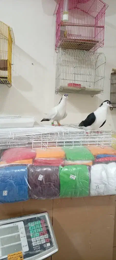 عبایی دمبی|پرنده|اندیمشک, |دیوار