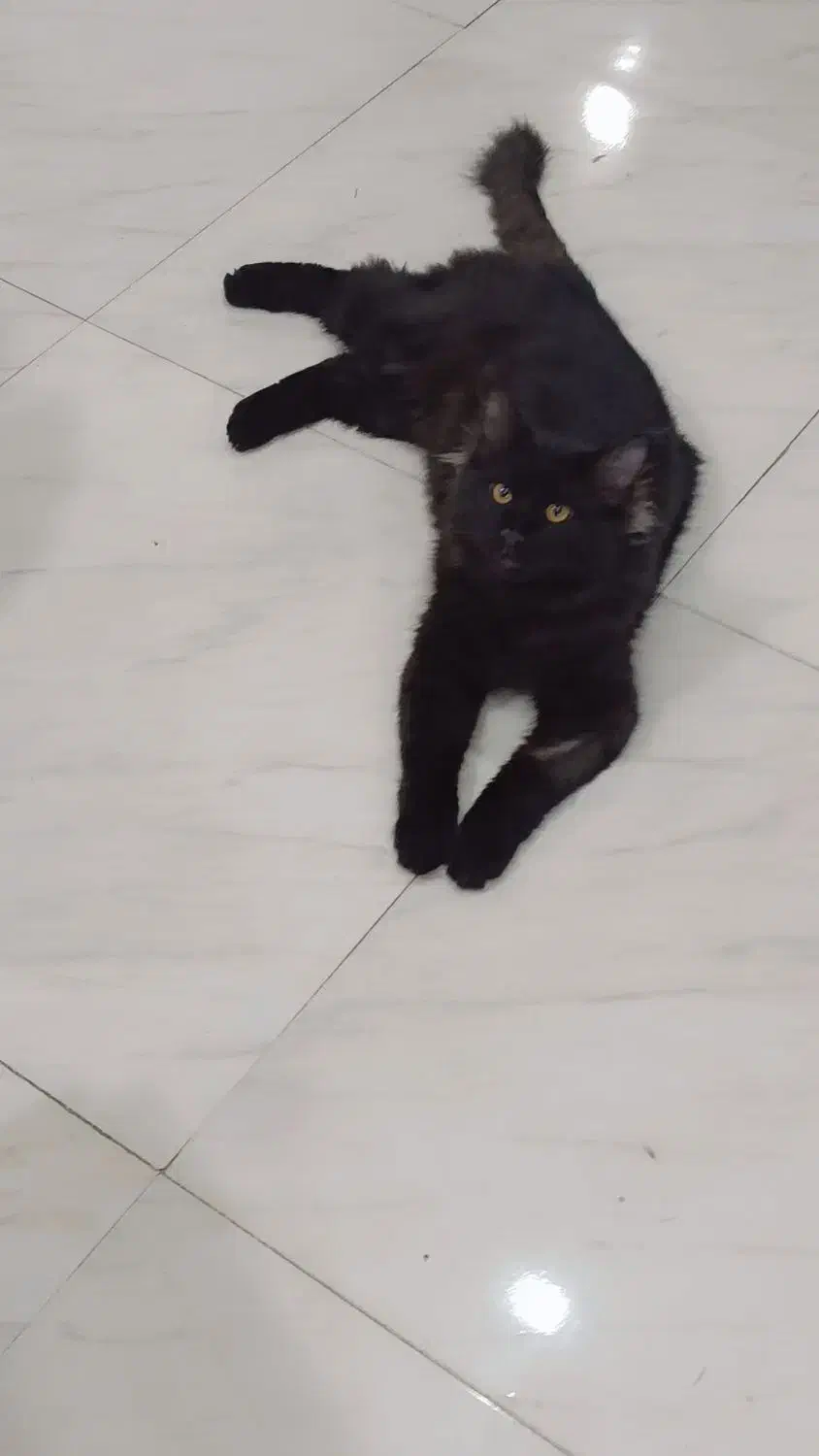 گربه دورگه فوق زیبا|گربه|کرمانشاه, |دیوار