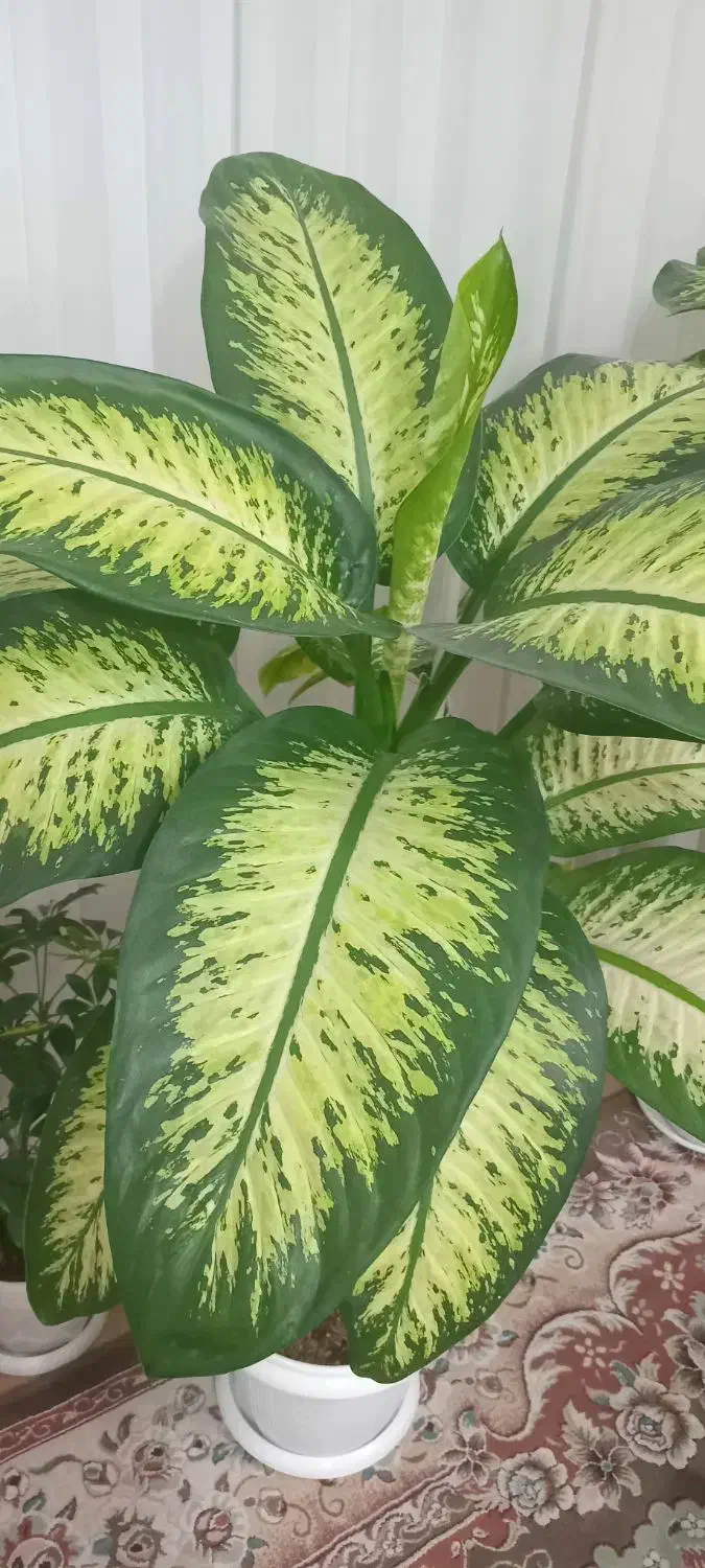 گل دیفن|گل و گیاه طبیعی|نیشابور, گنبد سبز|دیوار