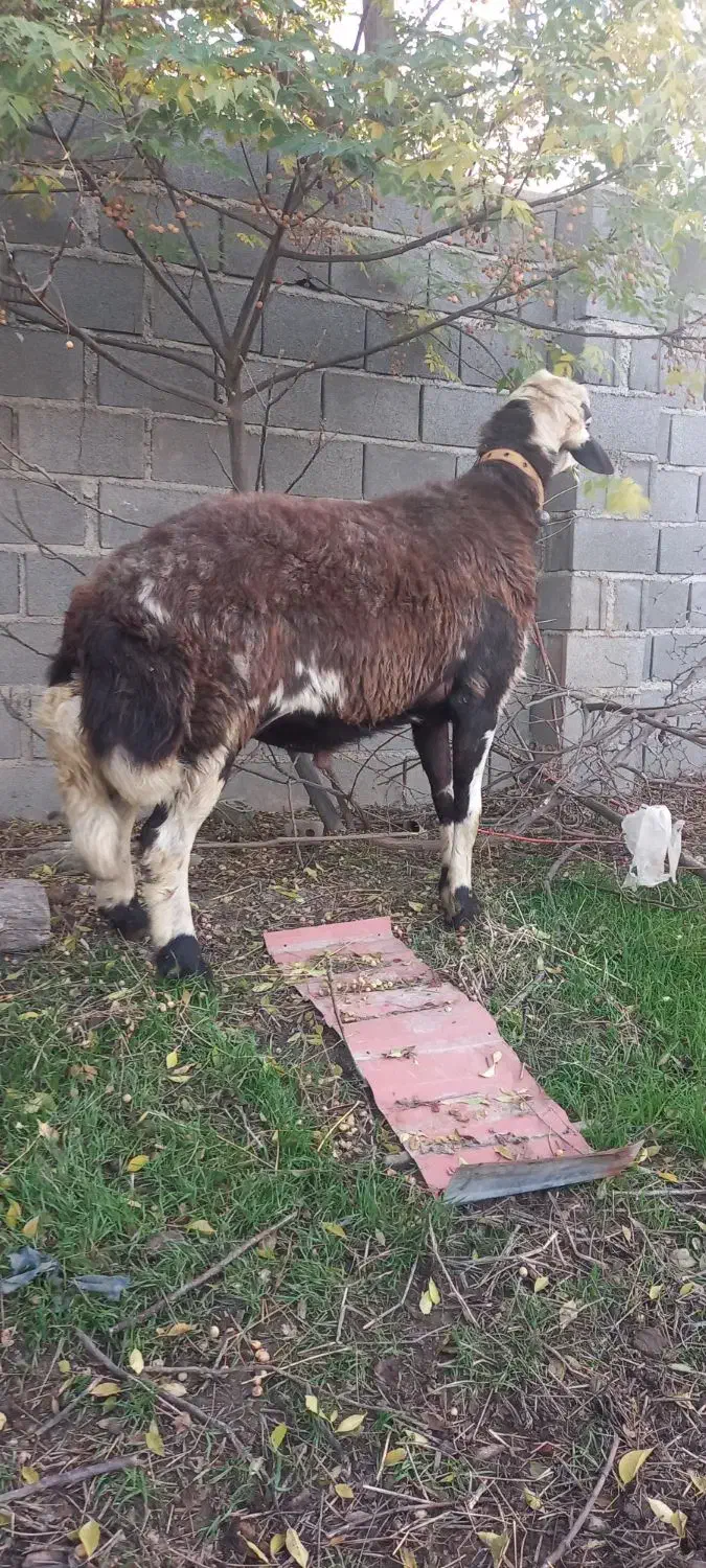 قوچ بروجردی اصل|حیوانات مزرعه|علی‌آباد کتول, |دیوار