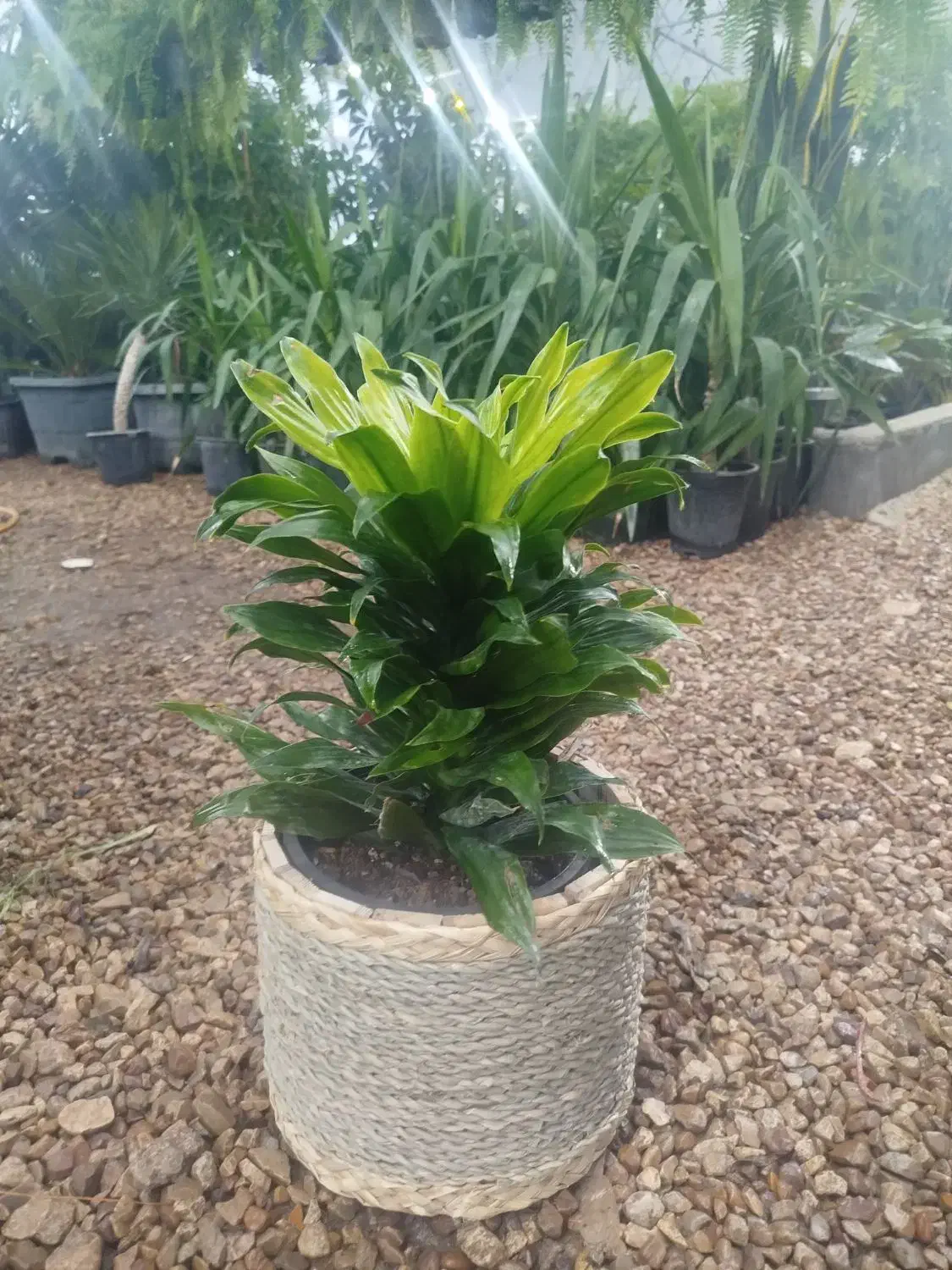 گل و گیاه|گل و گیاه طبیعی|شیراز, نصر|دیوار