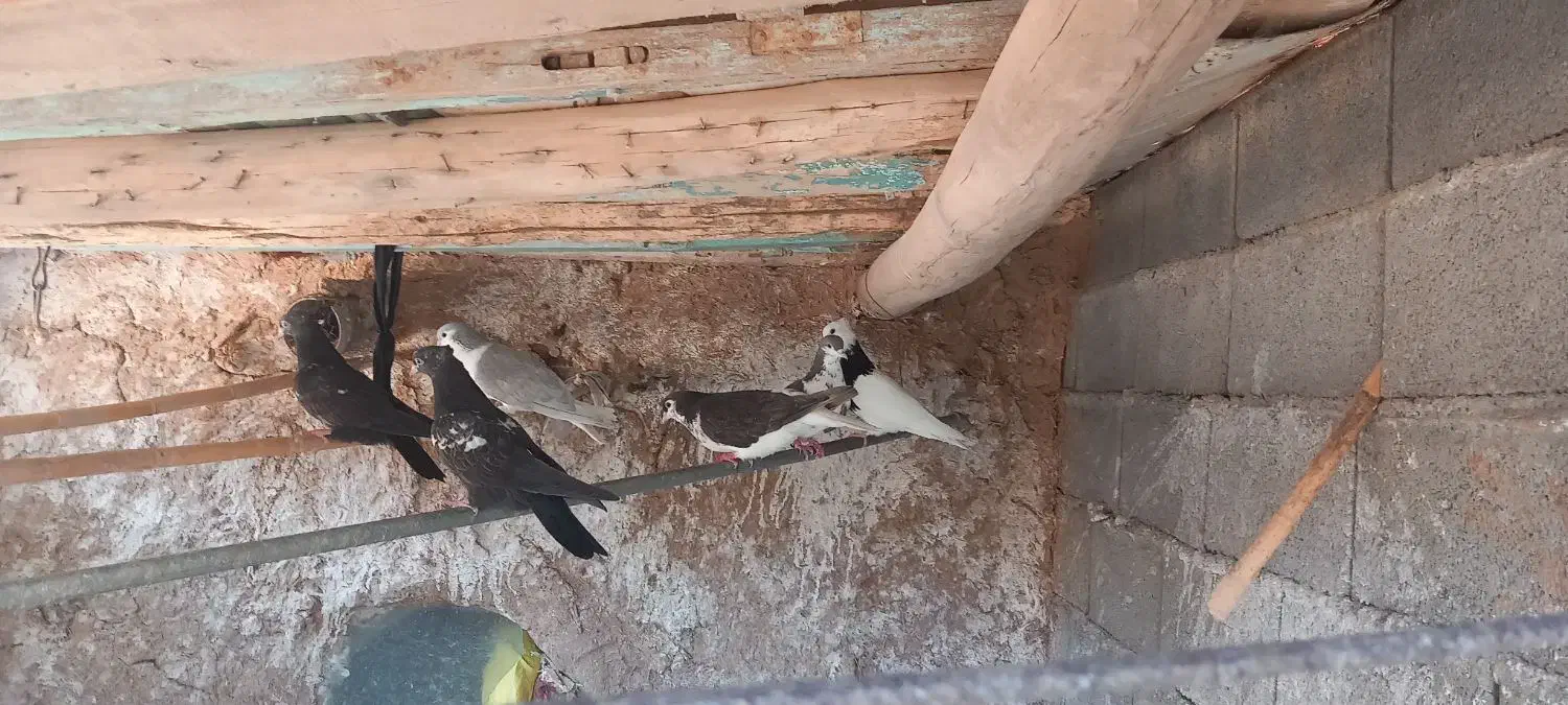 کمتر  عالی|پرنده|داورزن, |دیوار