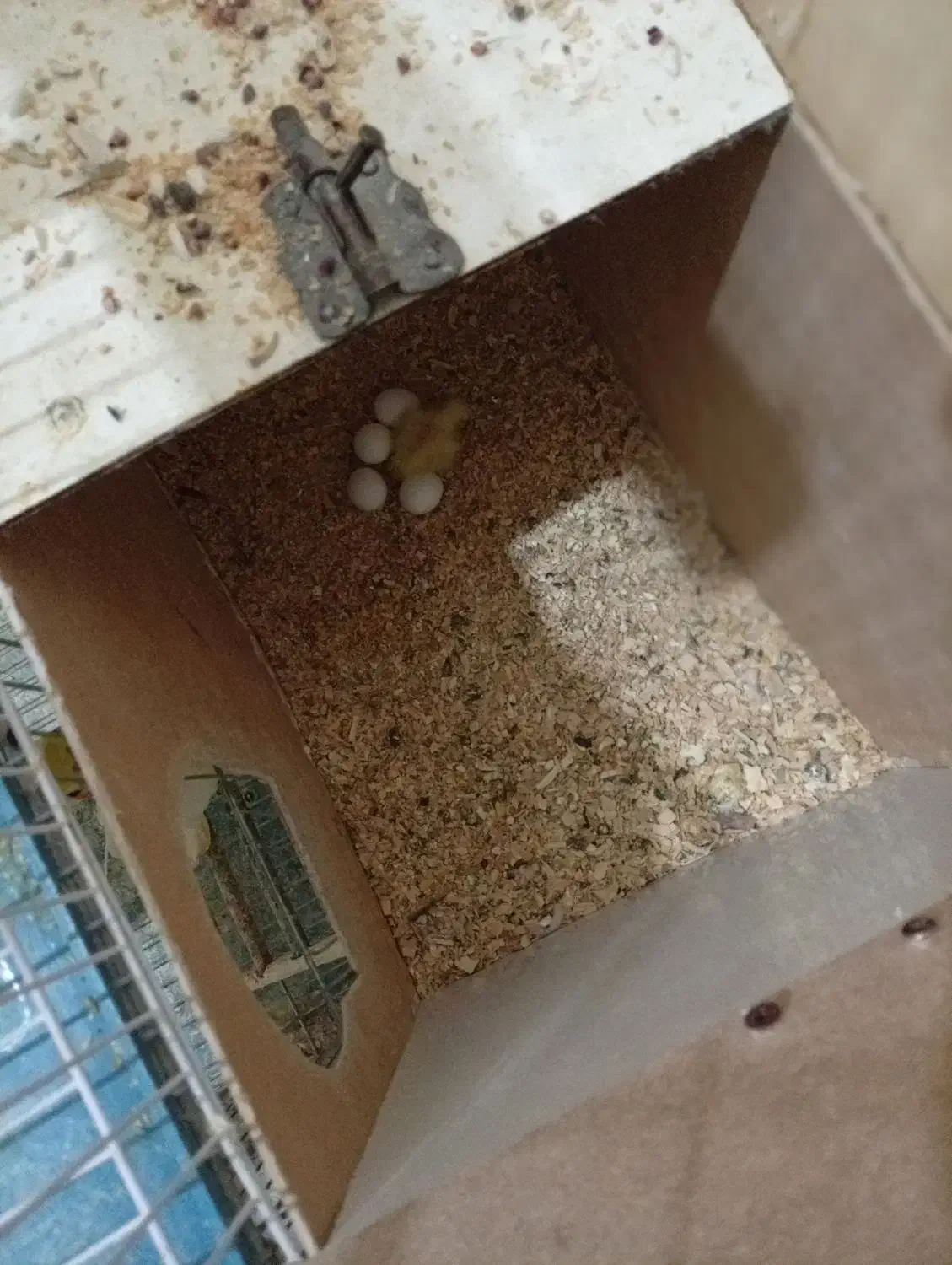 عروس هلندی،گرینچیک،برزیلی،ملنگو،مرغ عشق|پرنده|بندر کنگان, |دیوار