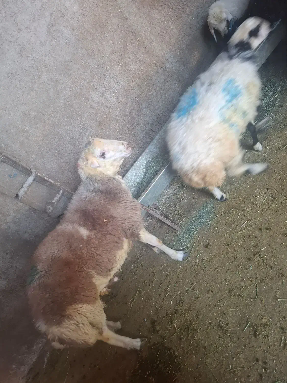 گوسفند زنده|حیوانات مزرعه|کرج, شهرک بنفشه|دیوار