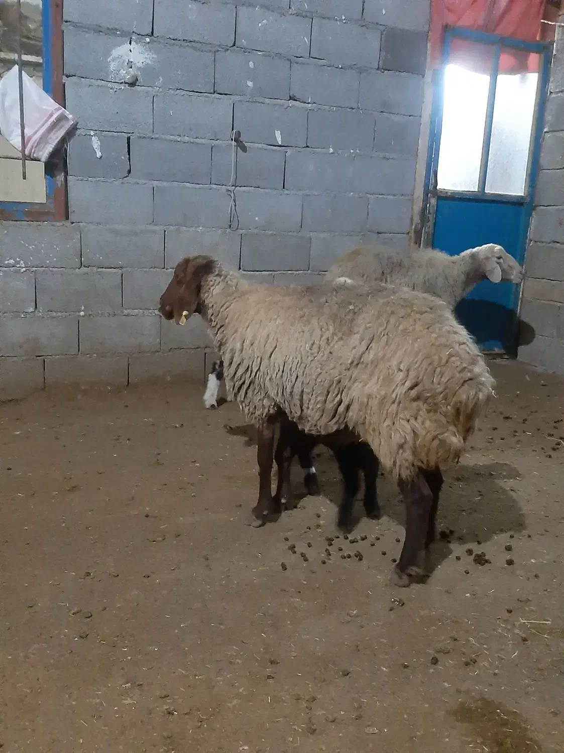 گوسفندوبره|حیوانات مزرعه|سرپل ذهاب, |دیوار