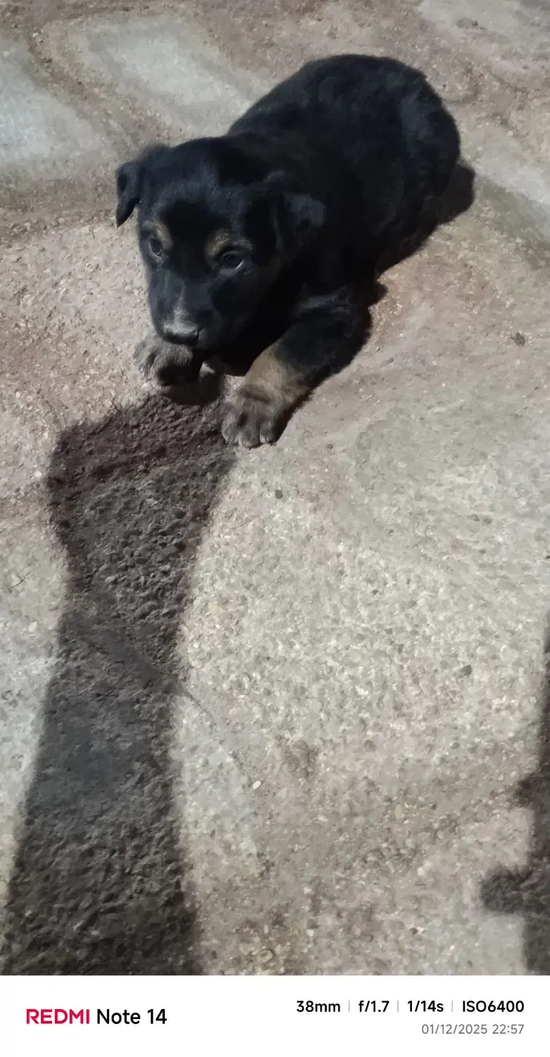 توله ژرمن فیس|سگ|خرمشهر, |دیوار