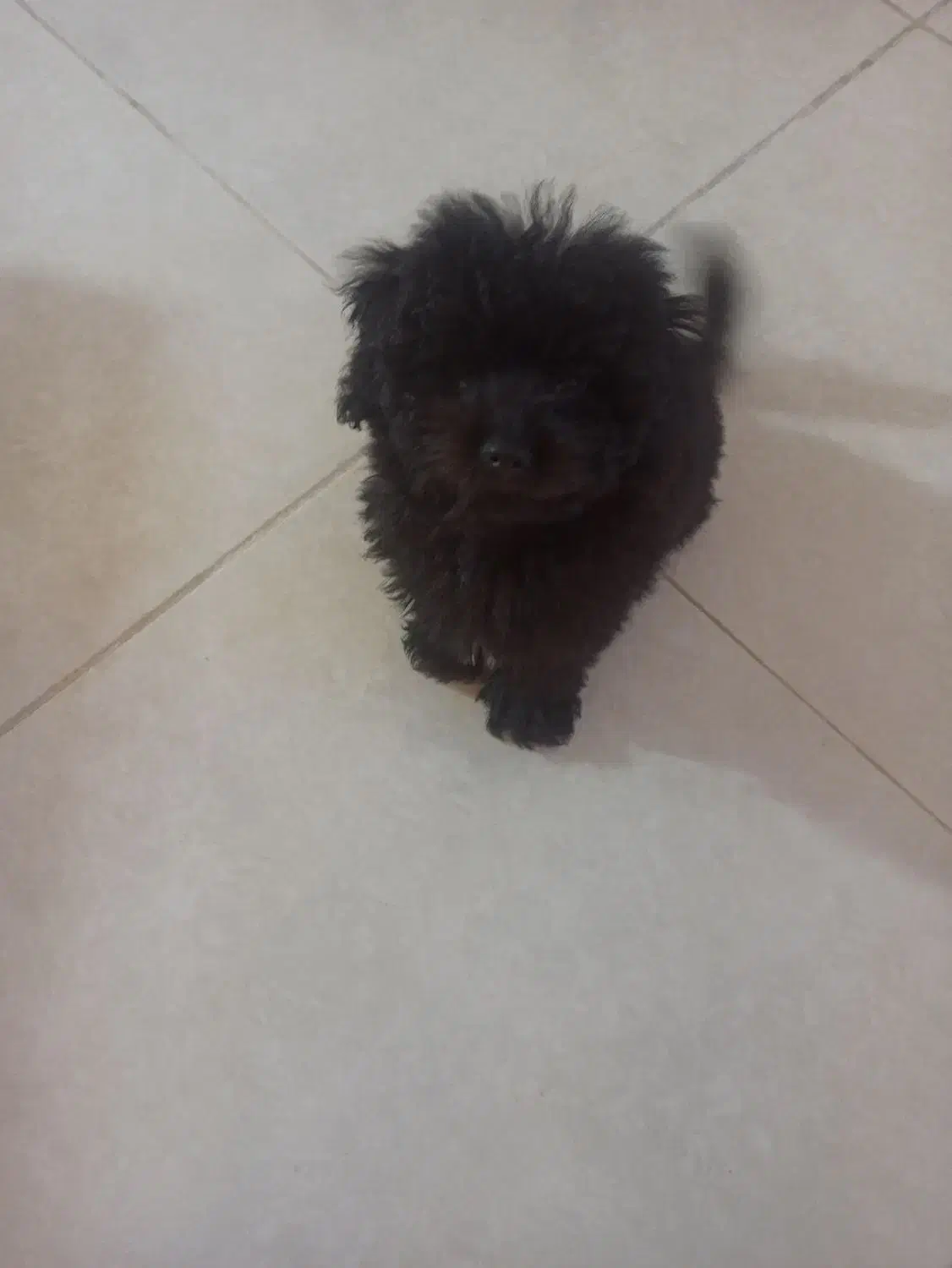 سگ پودل مشکی|سگ|کرج, مصباح|دیوار