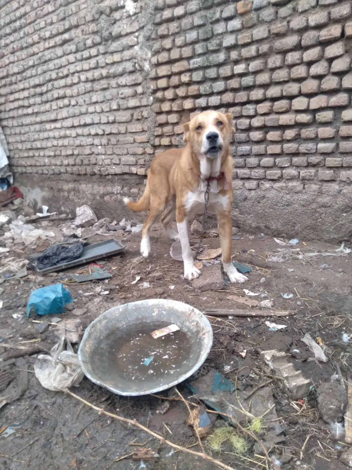 توله سگ افغانی ۱۵دماهه|سگ|فاضل آباد, |دیوار