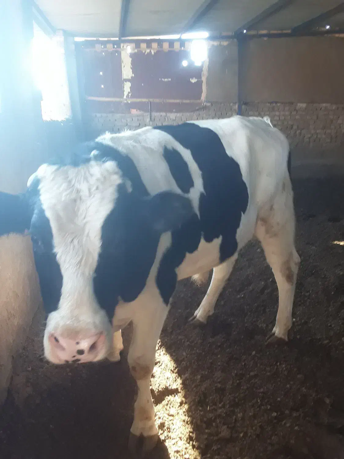 جوانه گاو گوساله|حیوانات مزرعه|نیشابور, رحمت آباد|دیوار