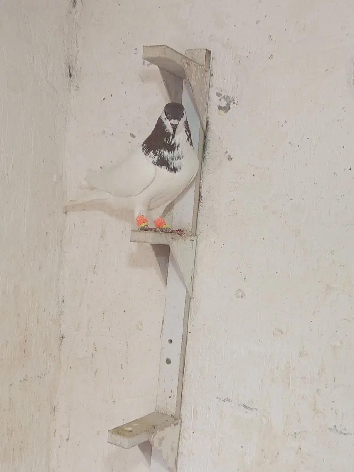 نریال|پرنده|یزدان شهر, |دیوار