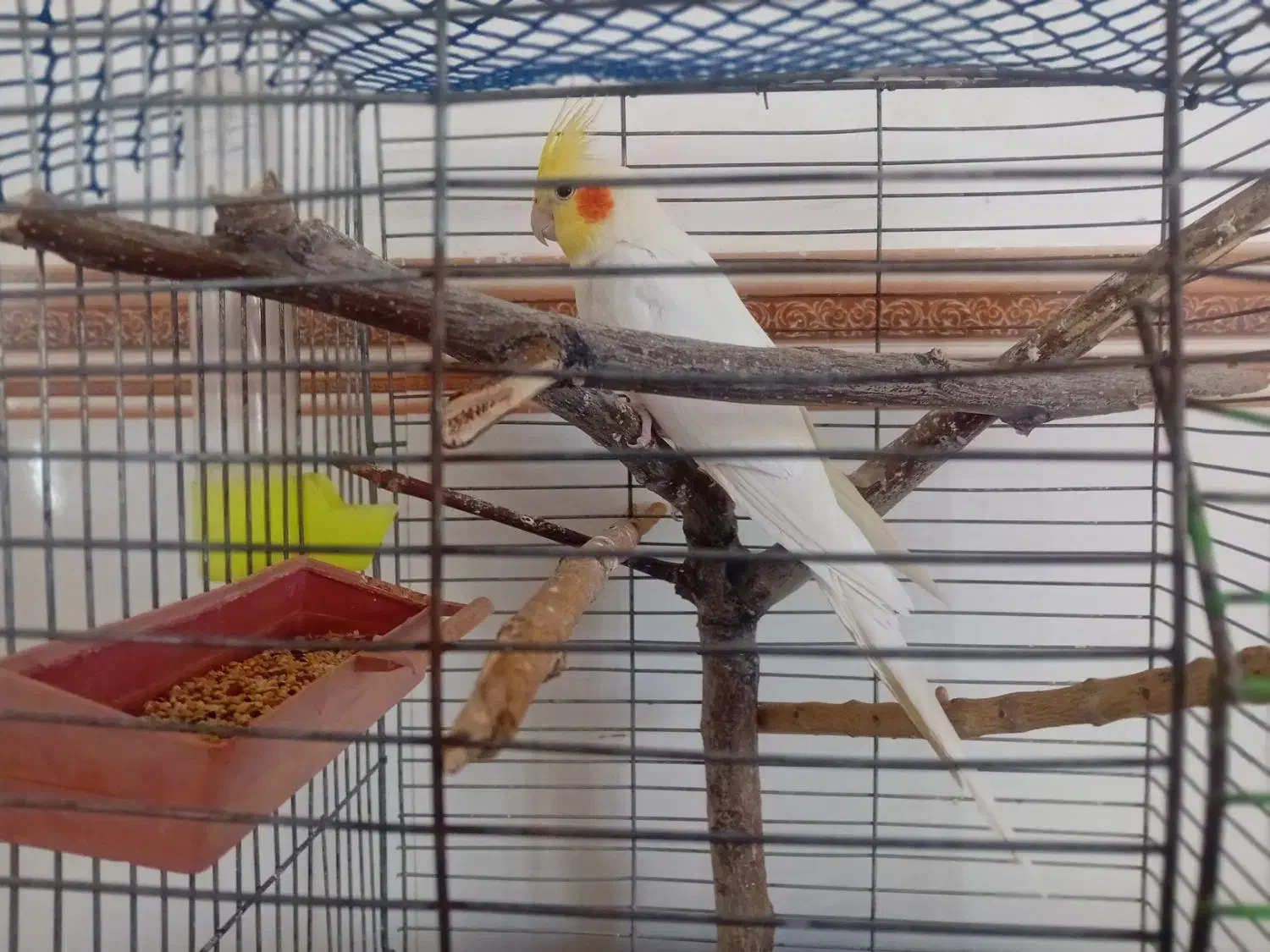 عروس هلندی|پرنده|قیدار, |دیوار