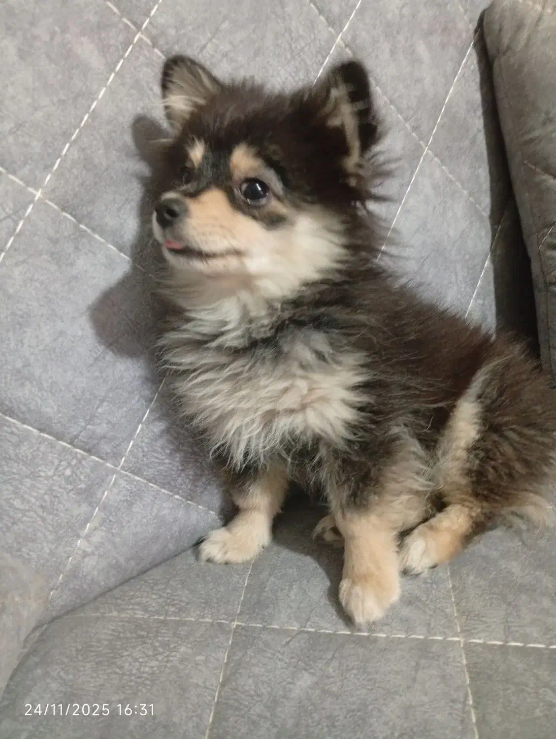 واگذاری سگ پاکوتاه نژاد دار|سگ|گنبد کاووس, |دیوار