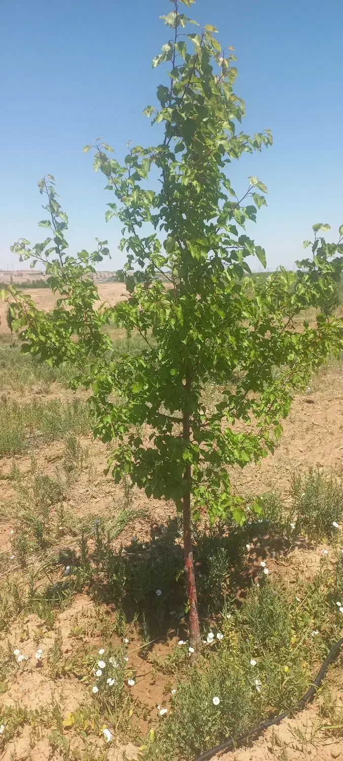 باغ ۳۰۰۰ متر مربع  زنجانرود فروش فوری|فروش زمین و ملک کلنگی|زنجانرود, |دیوار