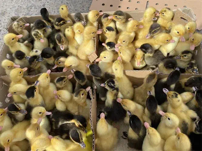 جوجه محلی اردک و رنگی|حیوانات مزرعه|برازجان, |دیوار