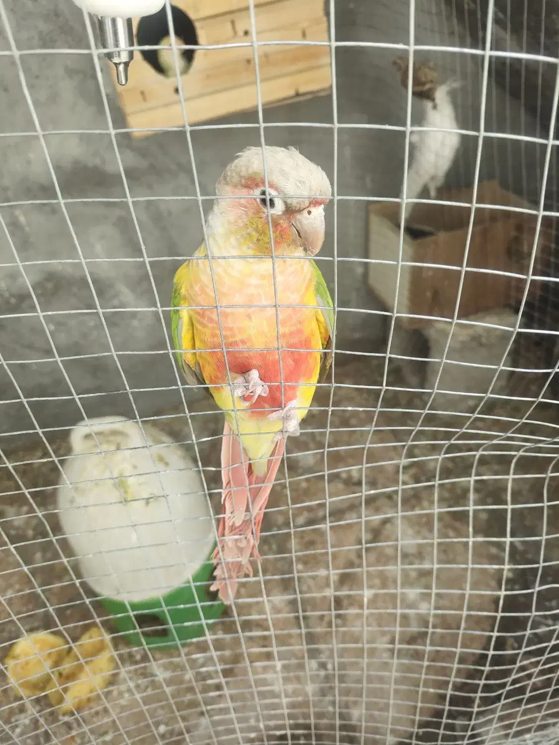 عروس هلندی . مرغ عشق . گرینچک .|پرنده|ایلام, |دیوار