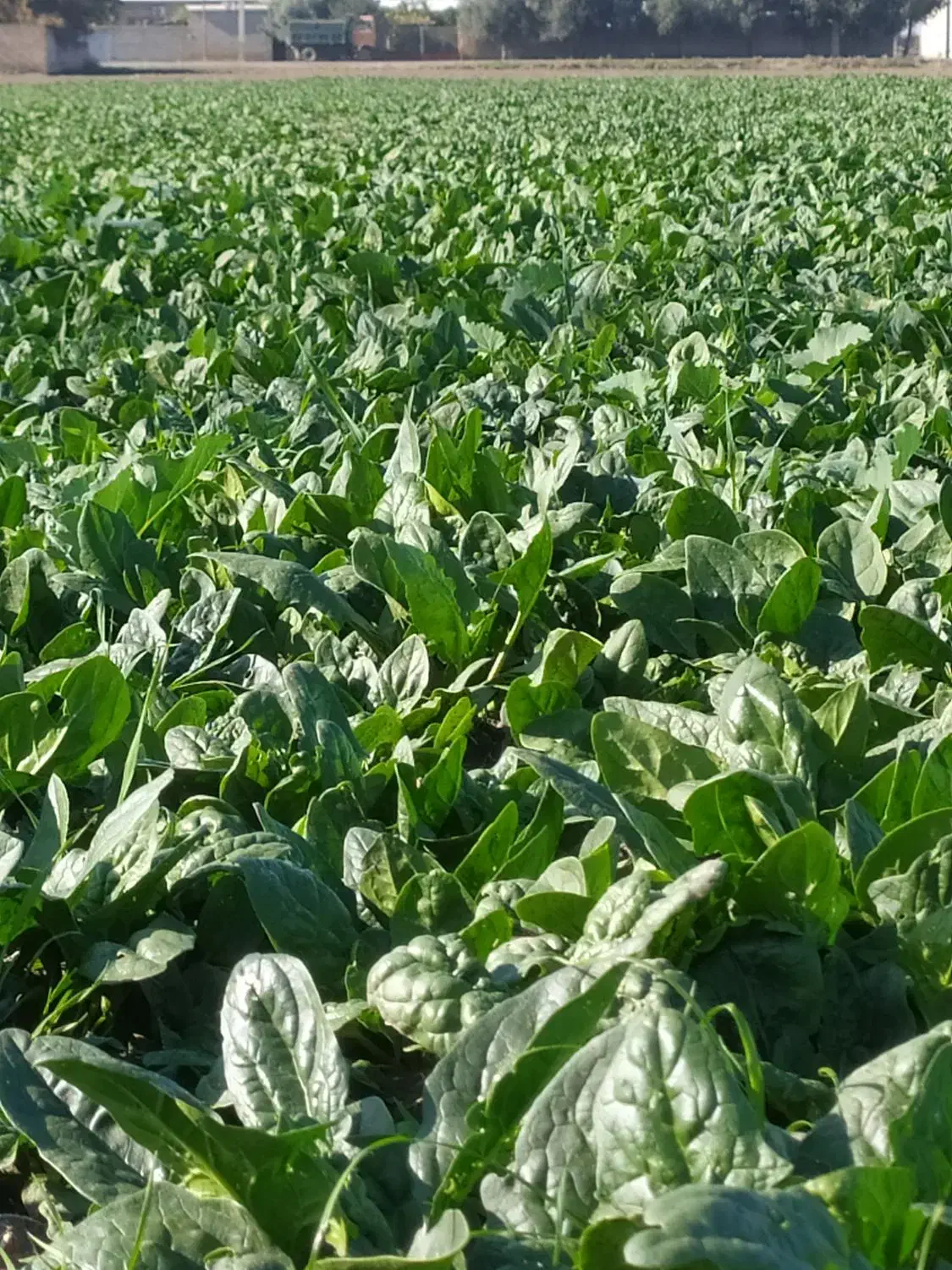 فروش اسفناج تازه|خوردنی و آشامیدنی|آق قلا, |دیوار