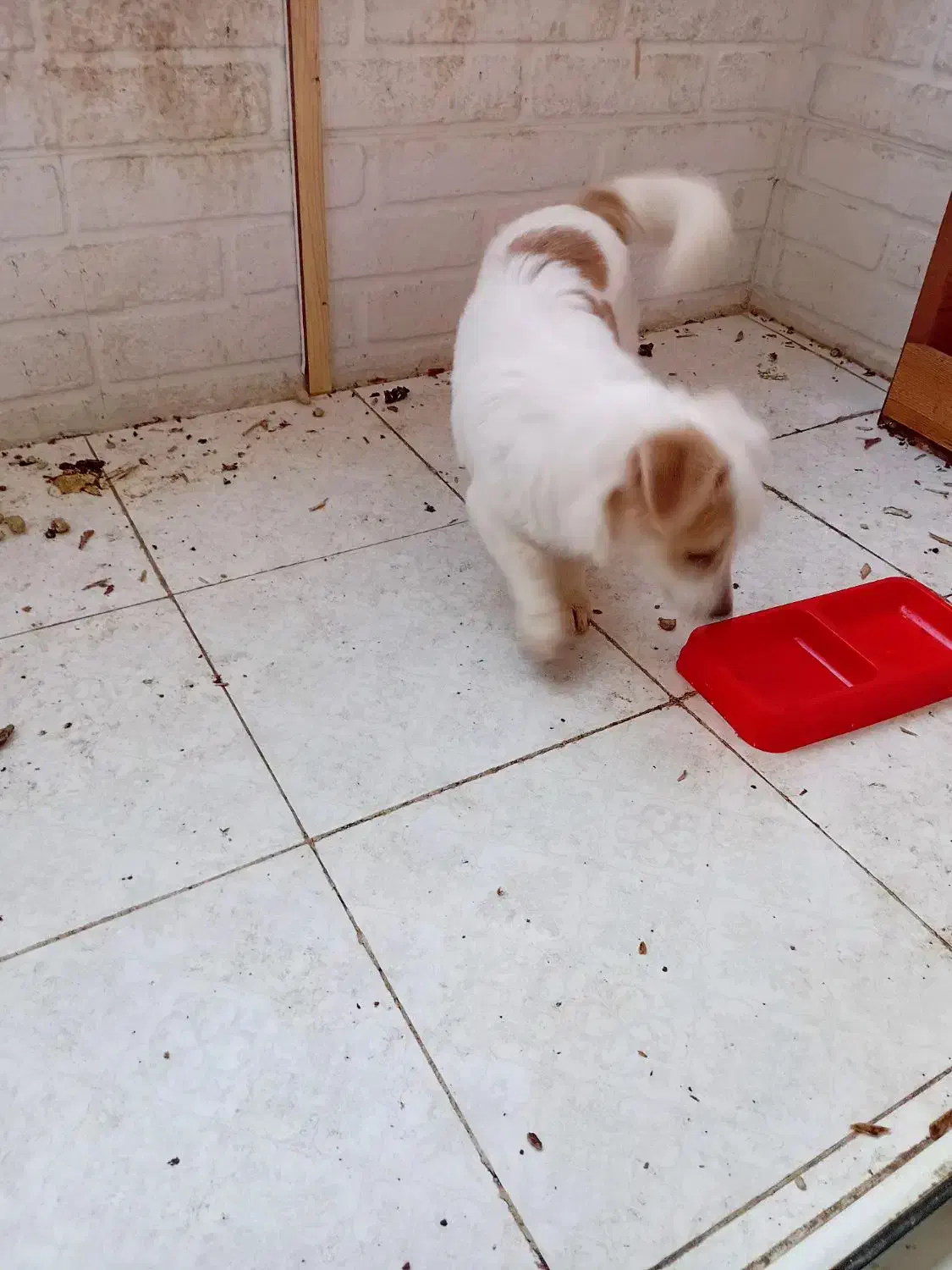 فروش سگ|سگ|گنبد کاووس, |دیوار