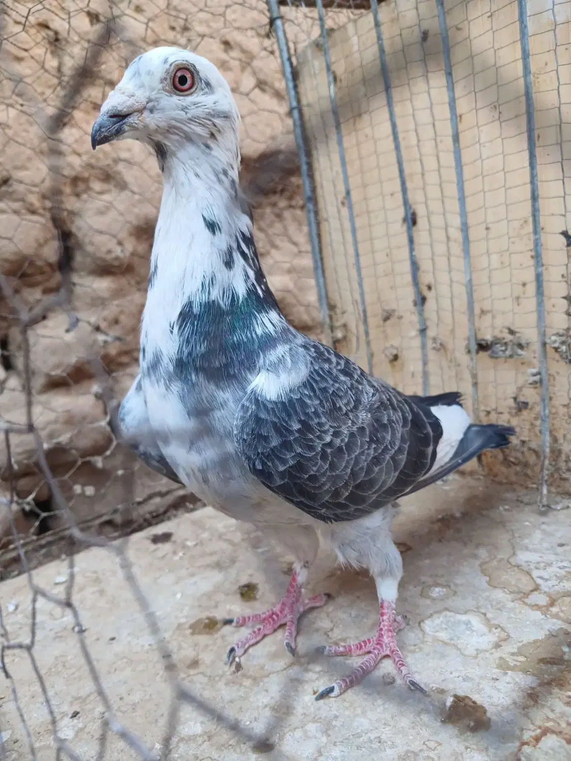 نر سوسکی سینه سفید|پرنده|بیرجند, |دیوار