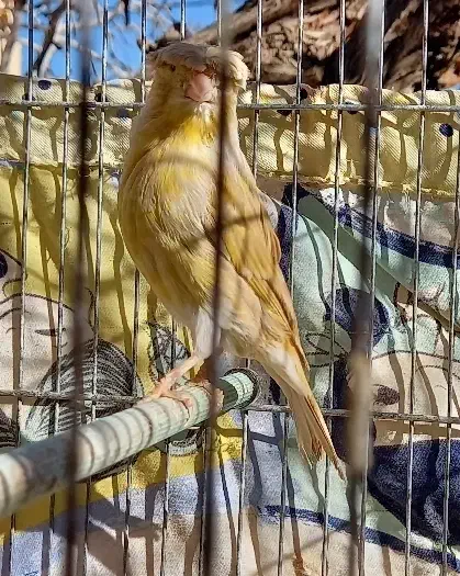 قناری ماده|پرنده|مبارکه, |دیوار