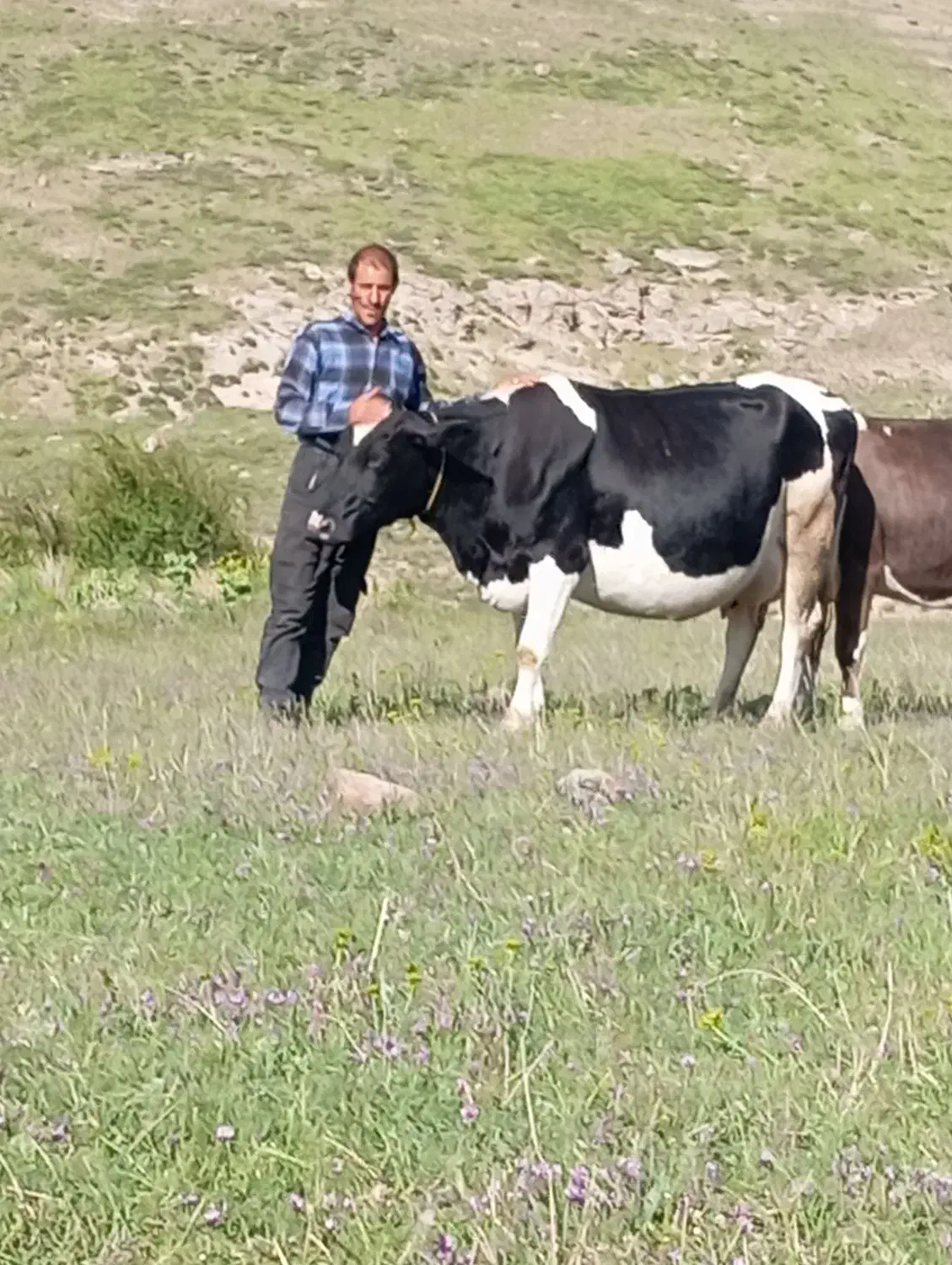 گاو 3دوغجاغ تزمینی میدم 10 کیلو شیر میدن|حیوانات مزرعه|خاروانا, |دیوار