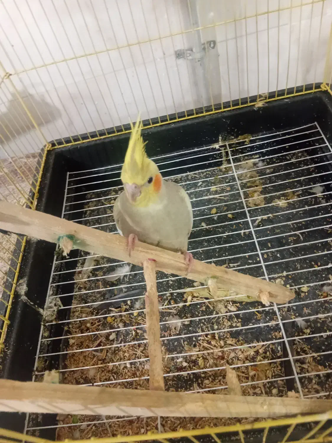 عروس هنلدی|پرنده|علیآباد کتول, |دیوار