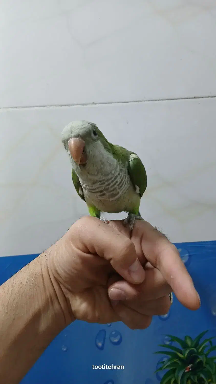 راهب سبز رام و سخنگو|پرنده|تهران, یافت آباد جنوبی|دیوار