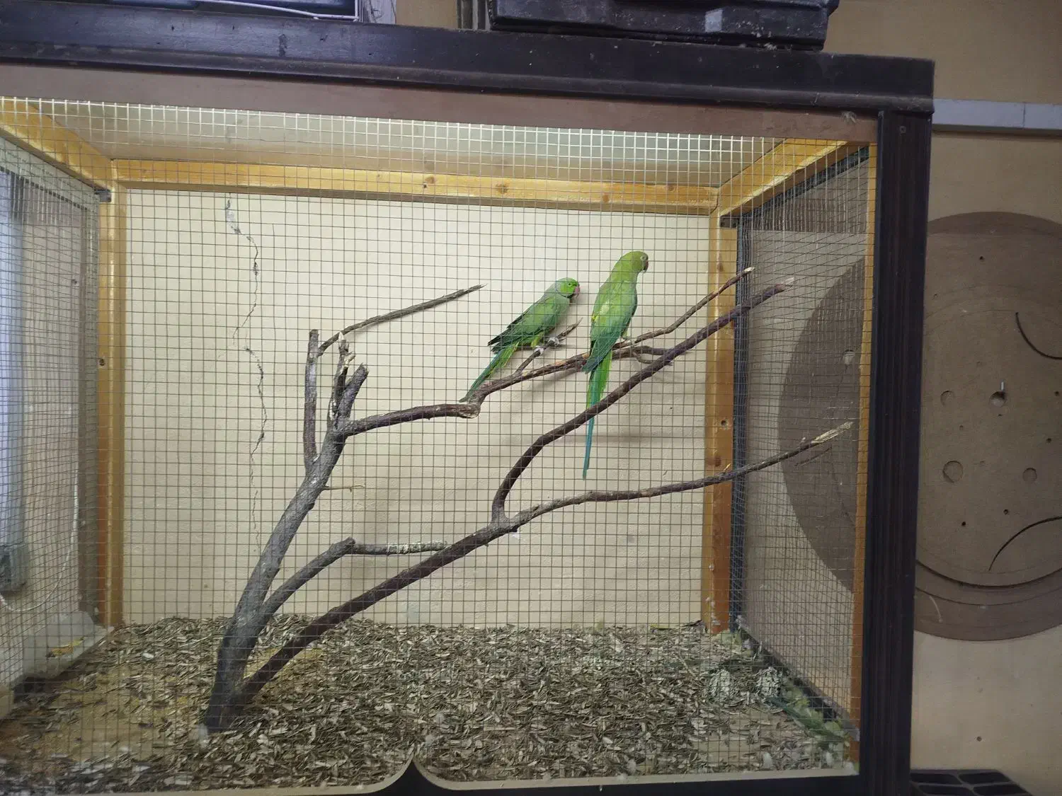 یک جفت ملنگو و هفت عدد عروس هلندی|پرنده|خسروشاه, |دیوار