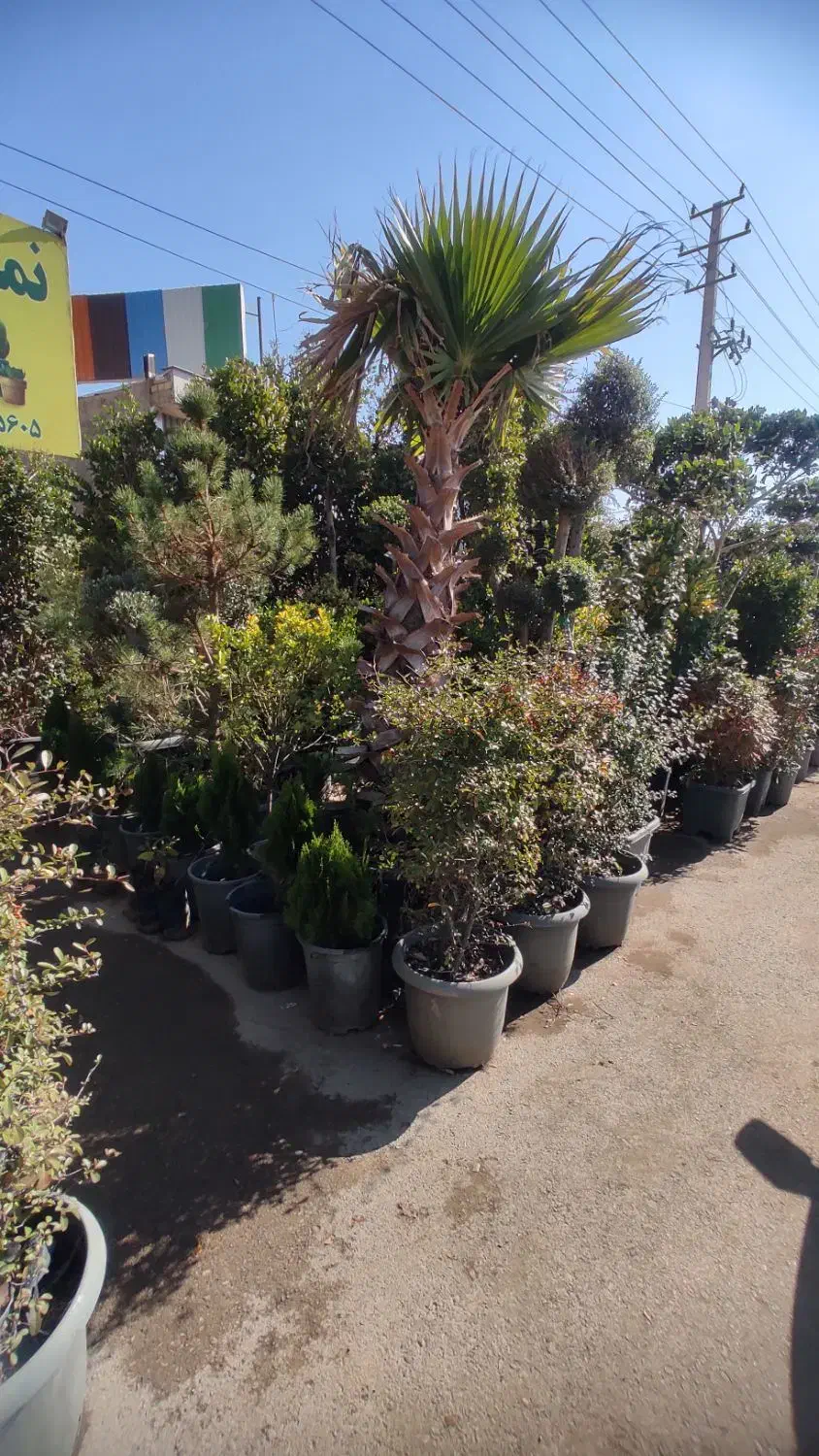 فروش درخت و گل و گیاه|گل و گیاه طبیعی|شیراز, گویم|دیوار