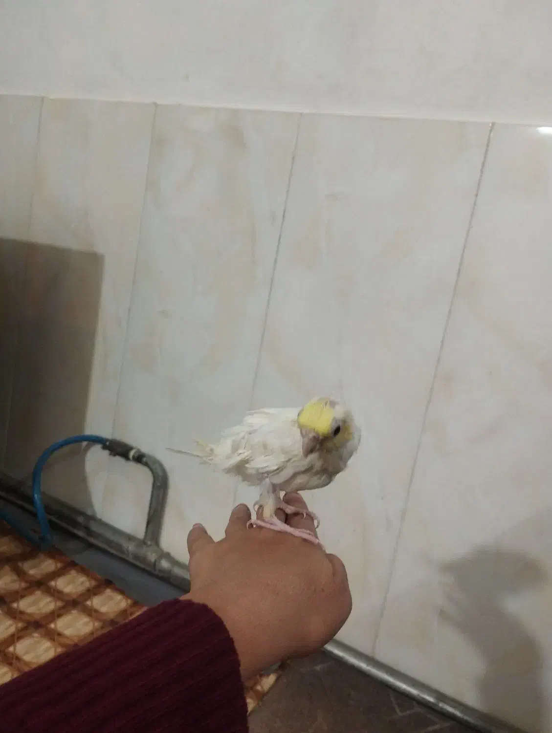 عروس هلندی|پرنده|مرند, |دیوار