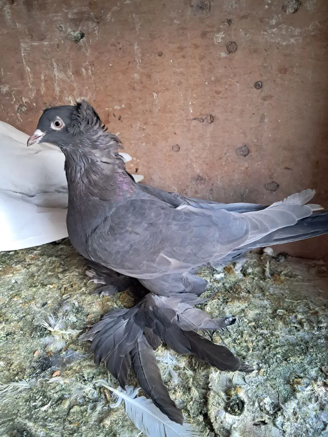 کبوتر الوان و لوتی و تهرانی هوا خور|پرنده|صوفیان, |دیوار