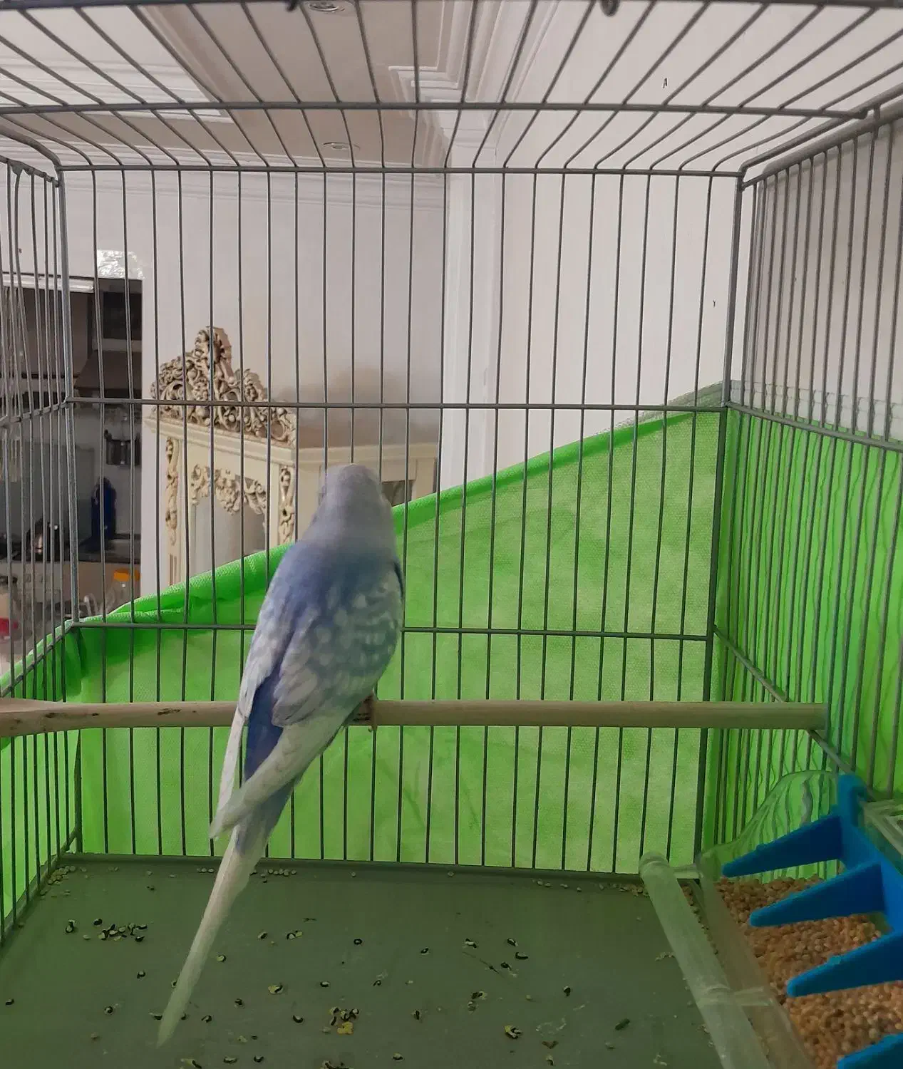 مرغ عشق. عروس هلندی. قناری|پرنده|فردیس, منظریه|دیوار