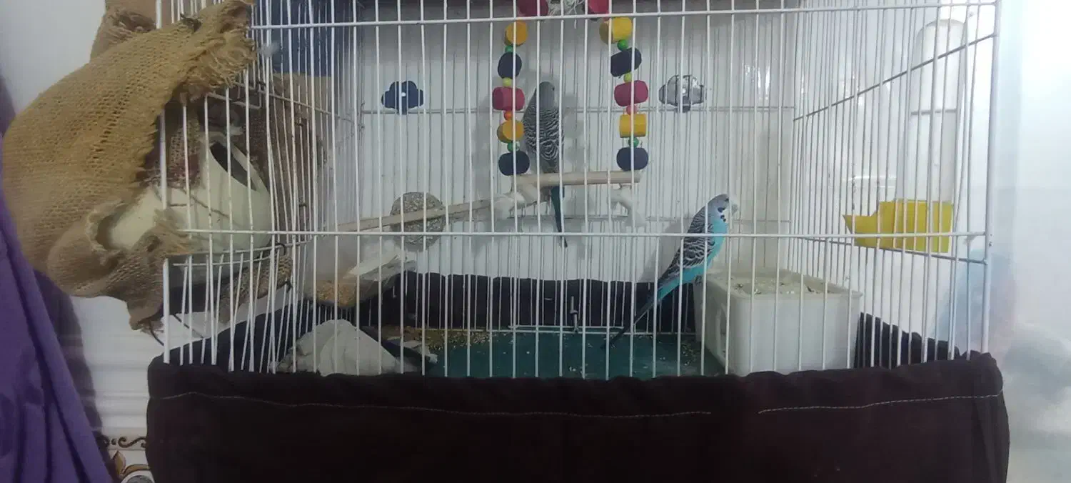 مرغ عشق|پرنده|سراوان, |دیوار