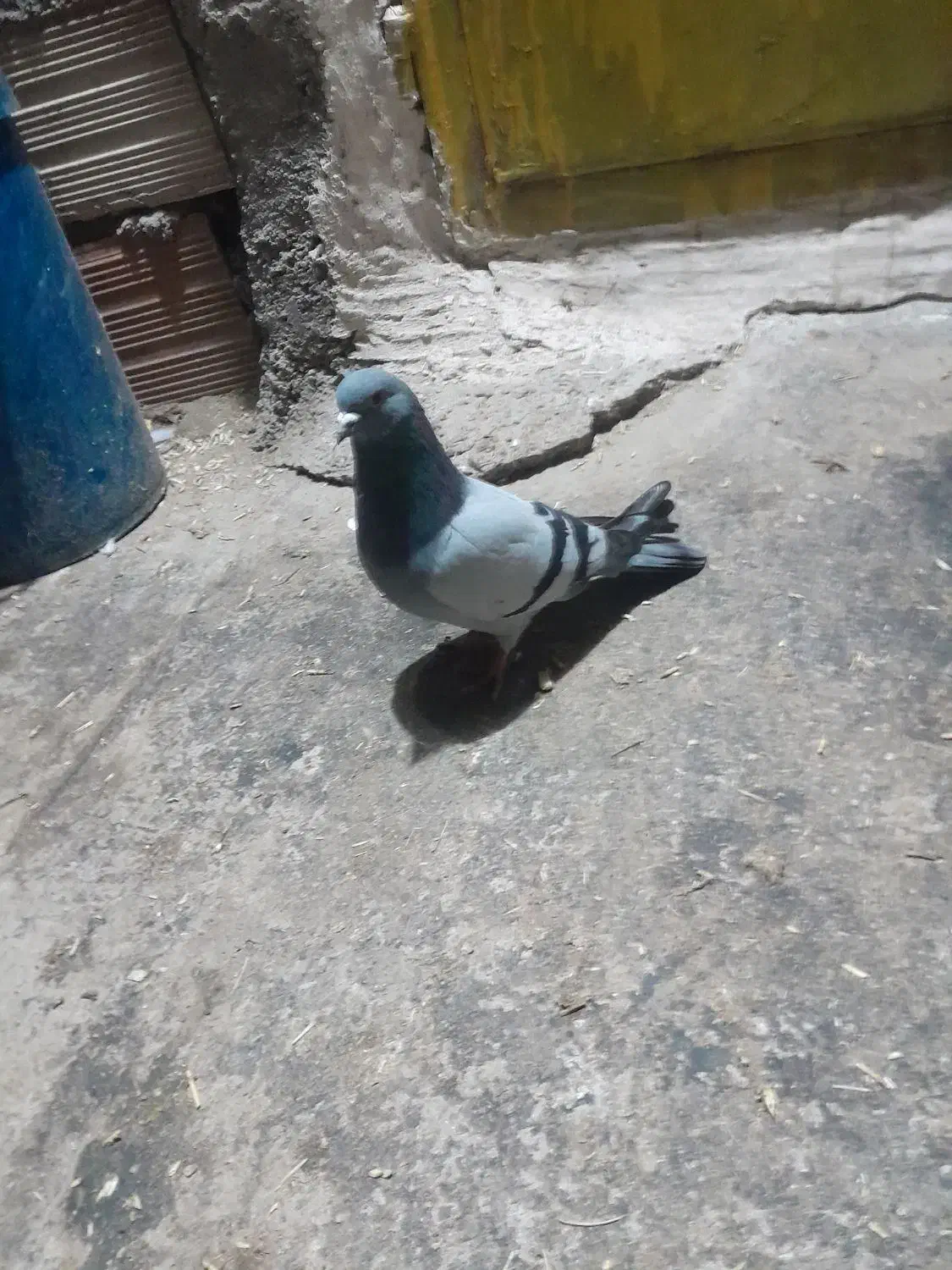 کبوتر|پرنده|کشکسرای, |دیوار