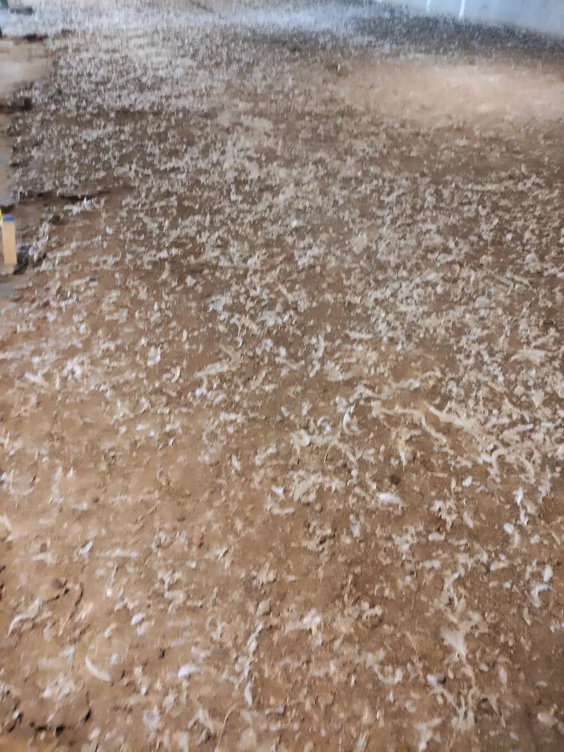 خریدار کود مرغ|خدمات باغبانی و درختکاری|سراب, |دیوار