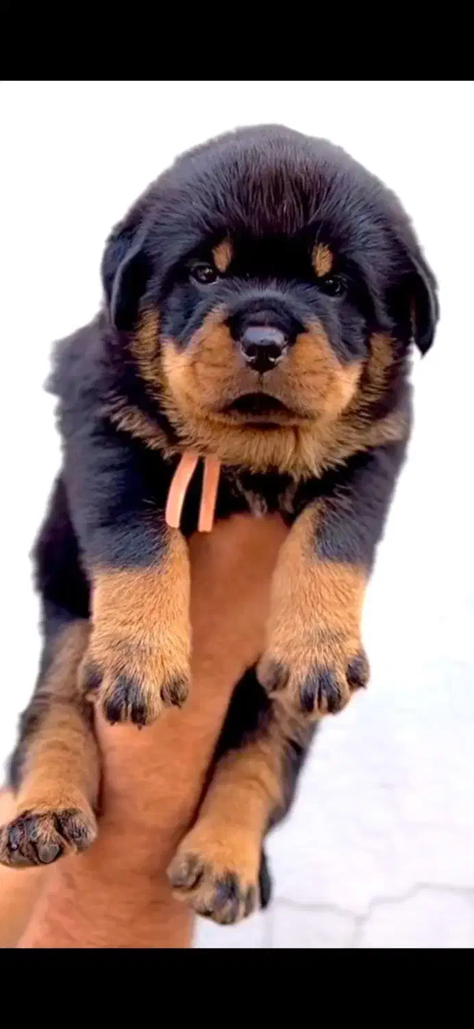 واگذاری سگ توله روتوایلر اصیل نگهبان|سگ|کرمان, |دیوار