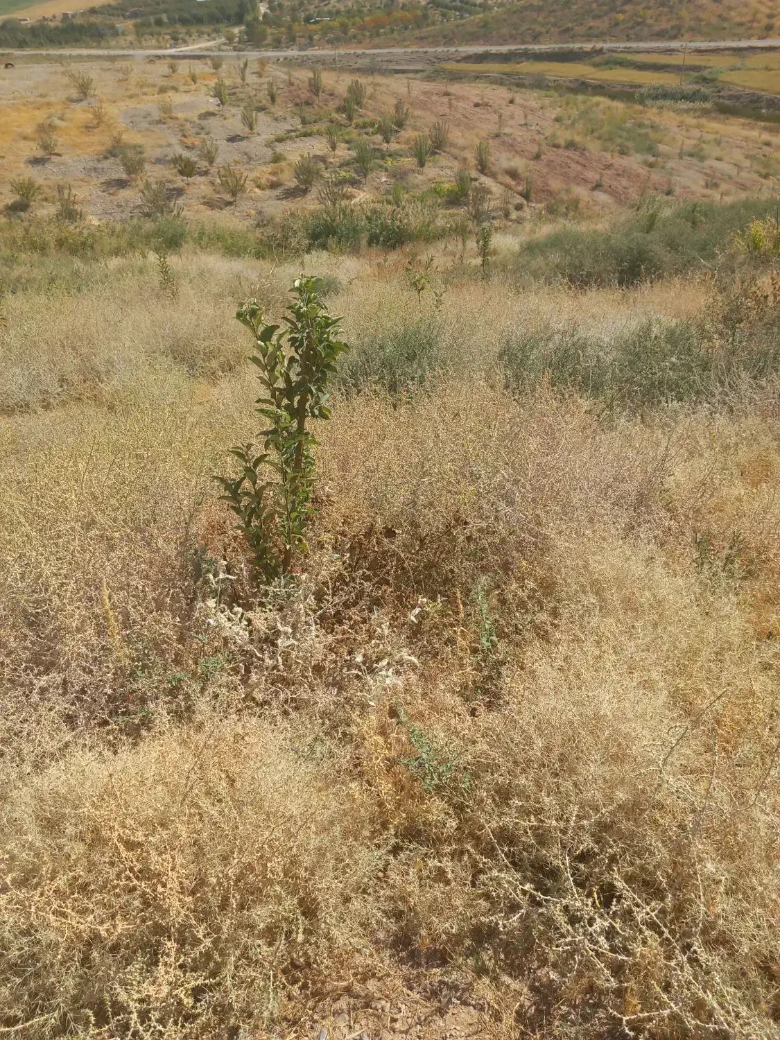 زمین با آب سد ایدغموش که امسال کاشته شده|فروش زمین و ملک کلنگی|میانه, |دیوار