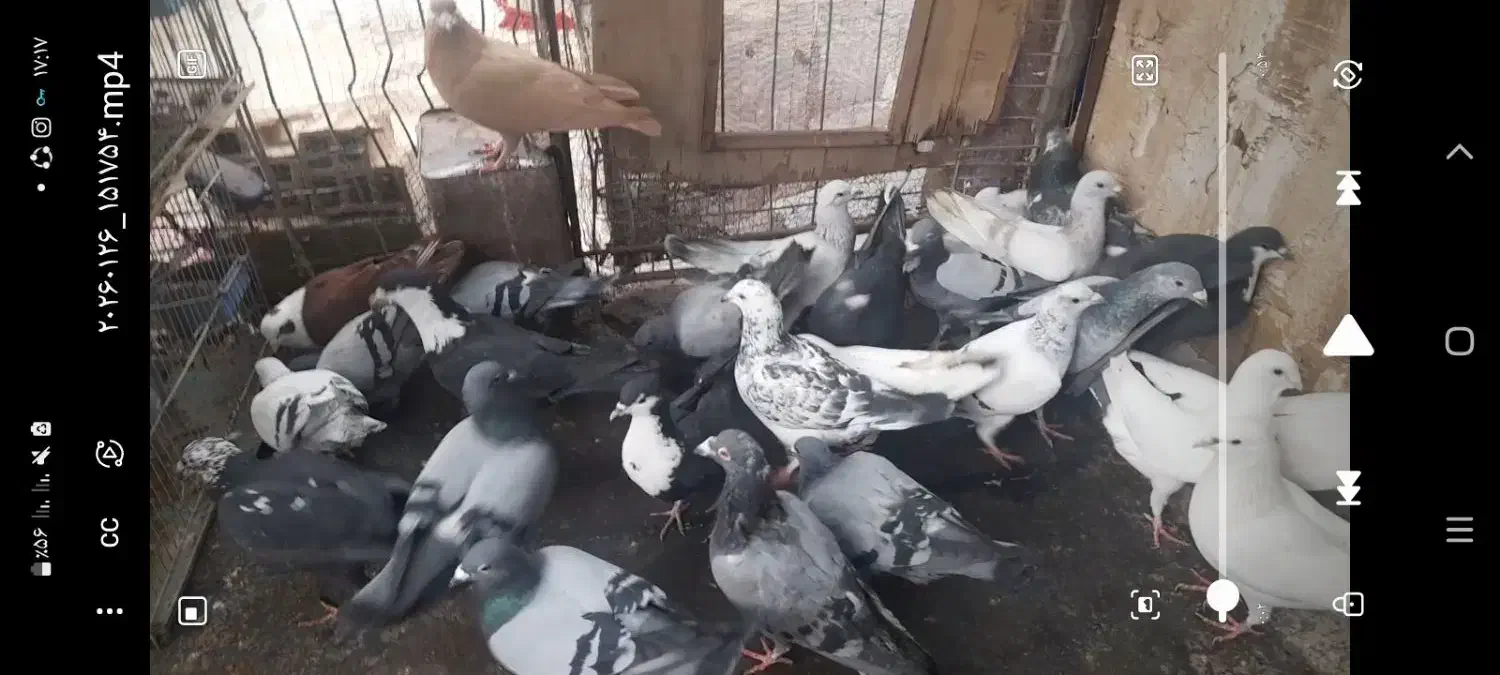 کبوتر|پرنده|بیرجند, |دیوار