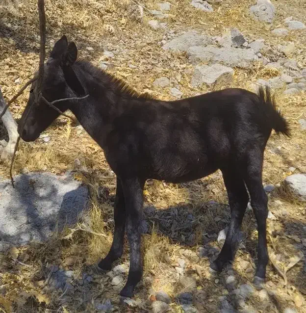 قاطر و مادیون|اسب و تجهیزات اسبسواری|یاسوج, |دیوار