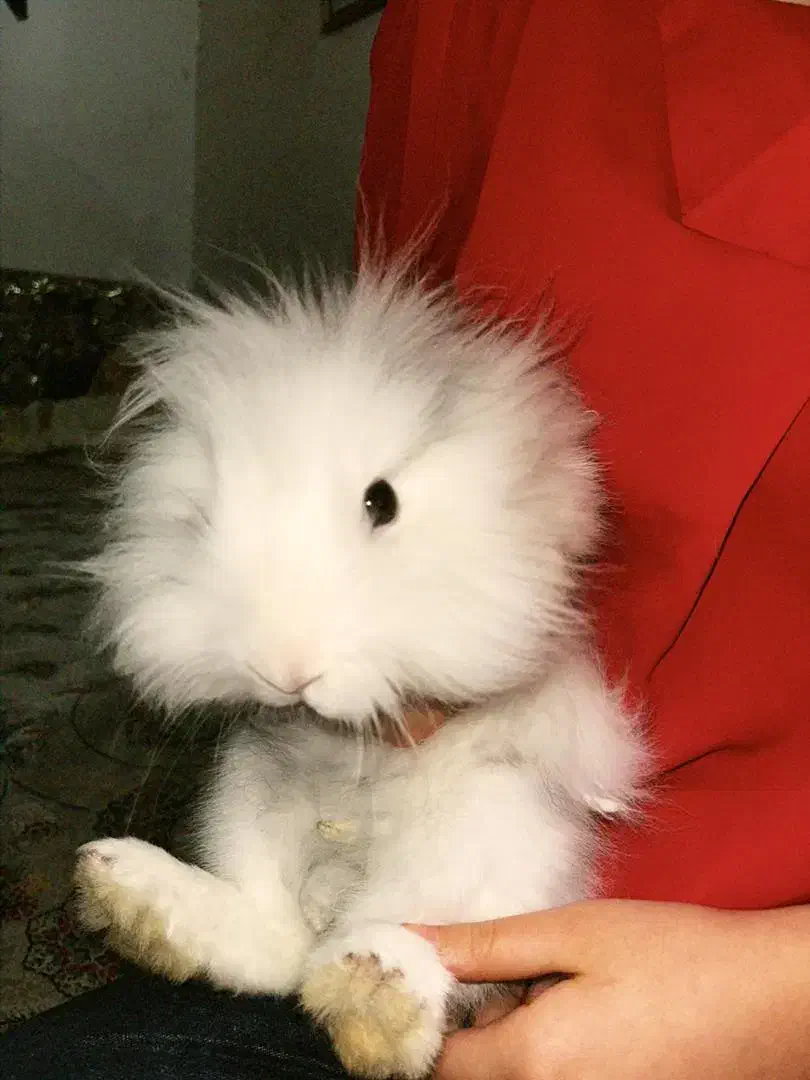 خرگوش لوپ|موش و خرگوش|برازجان, |دیوار