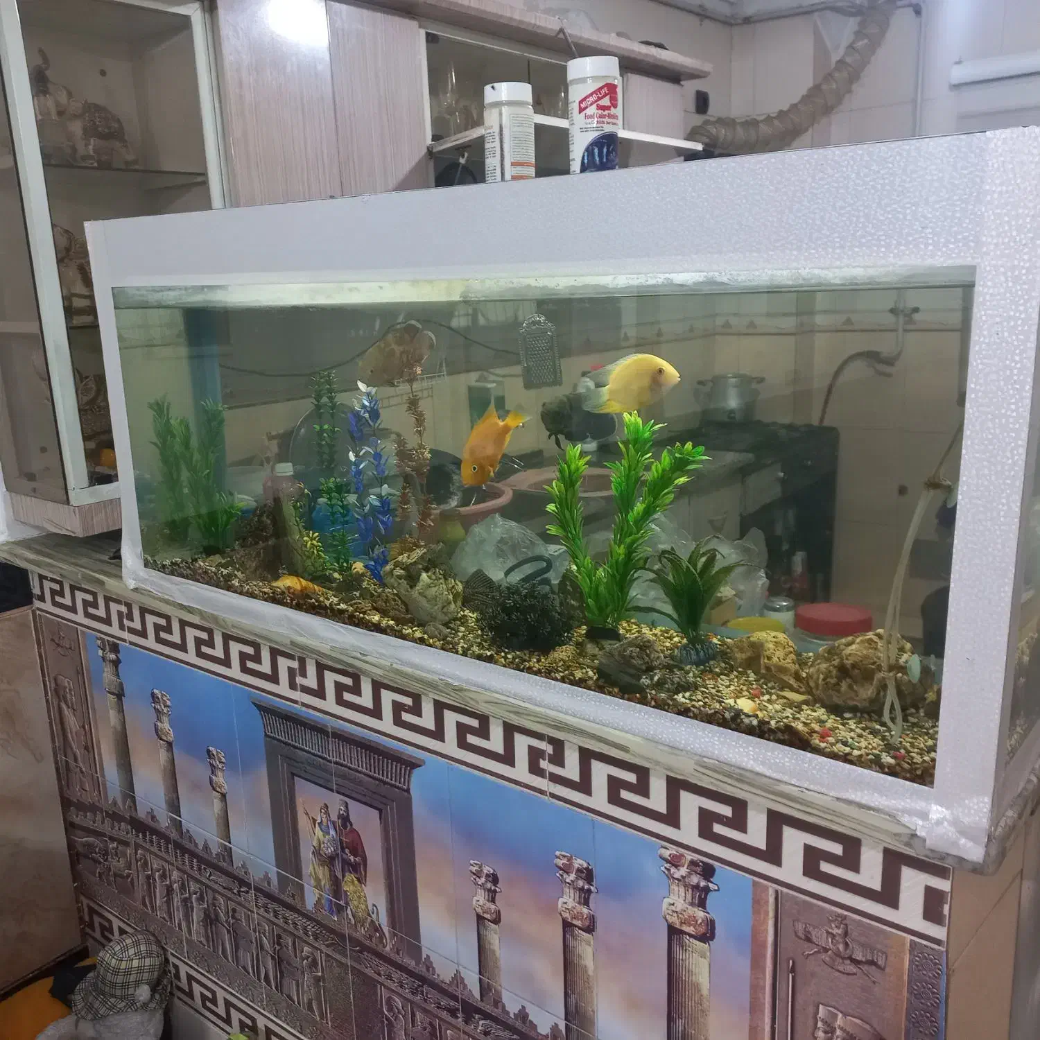 آکوارییوم|ماهی|قرق, |دیوار