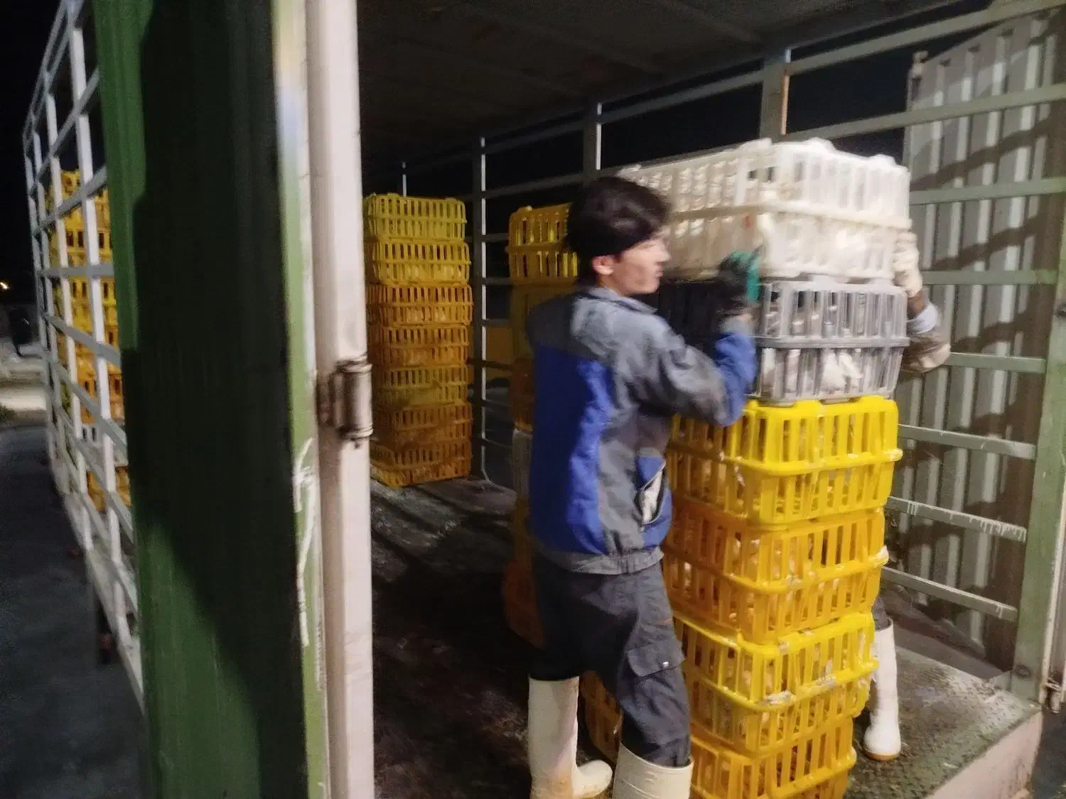 کارگر ساده کشتارگاه|استخدام صنعتی، فنی، مهندسی|خرمدره, |دیوار