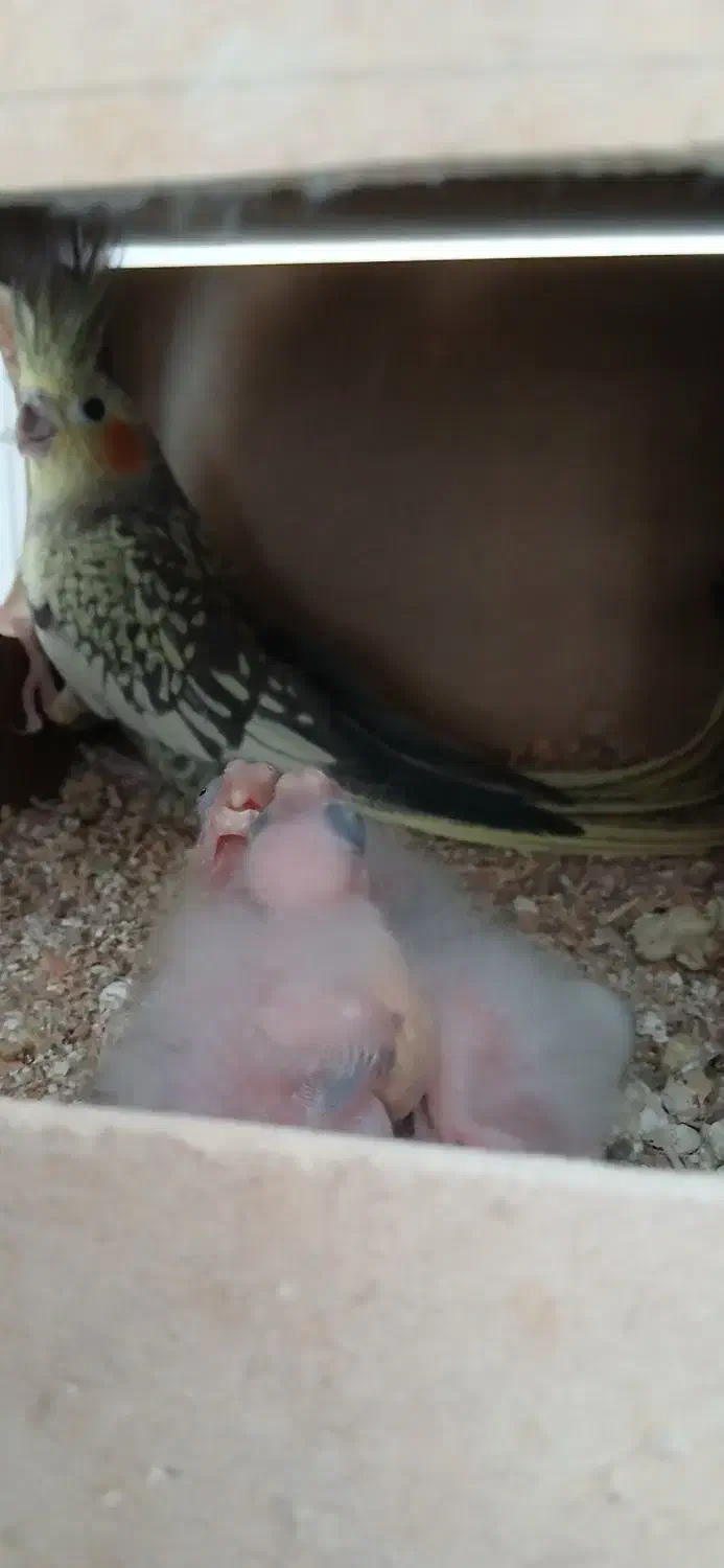 عروس هلندی مولد وجوجه سرلاکی|پرنده|پاکدشت, پاکدشت (مامازند)|دیوار