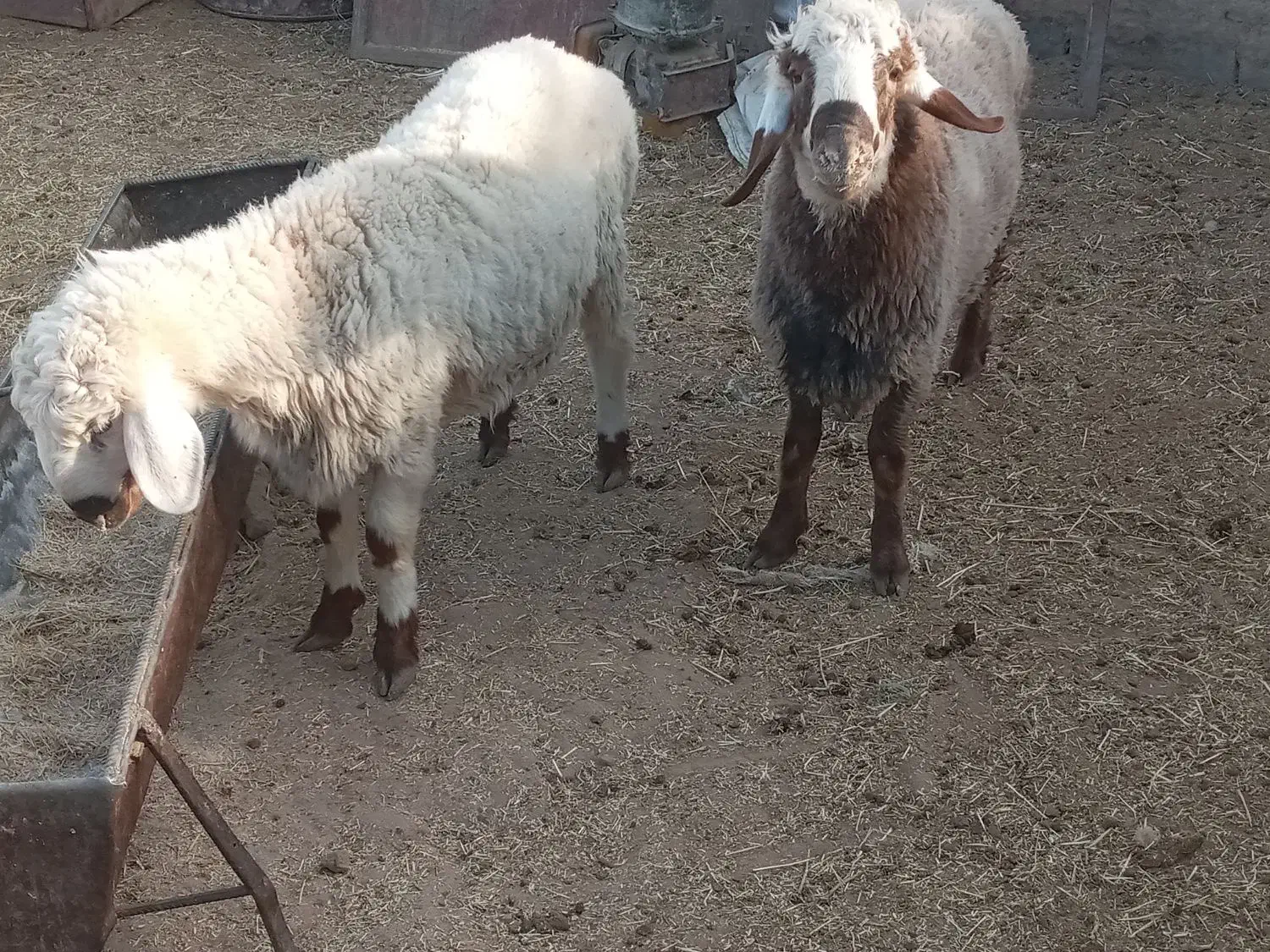 دو عدد بره نر.|حیوانات مزرعه|نیمروز, |دیوار