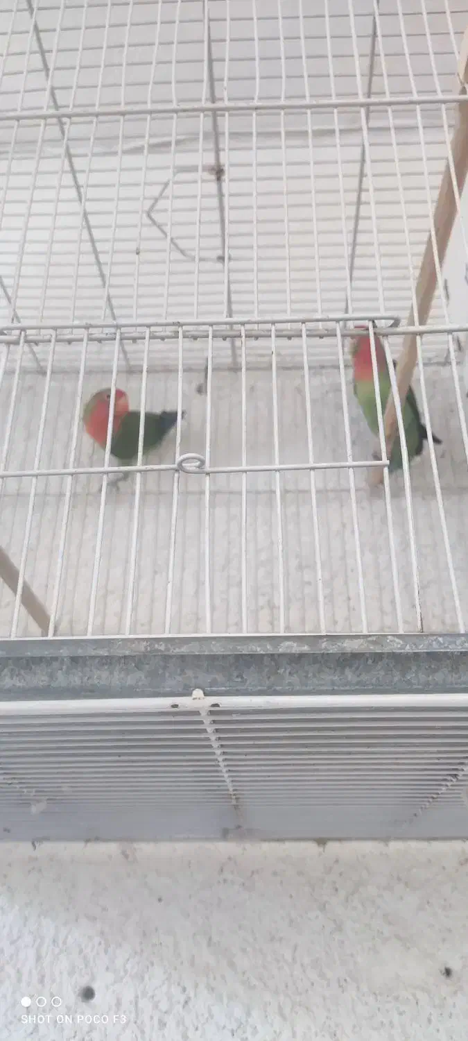 جفت کوتوله|پرنده|مشهد, رده|دیوار