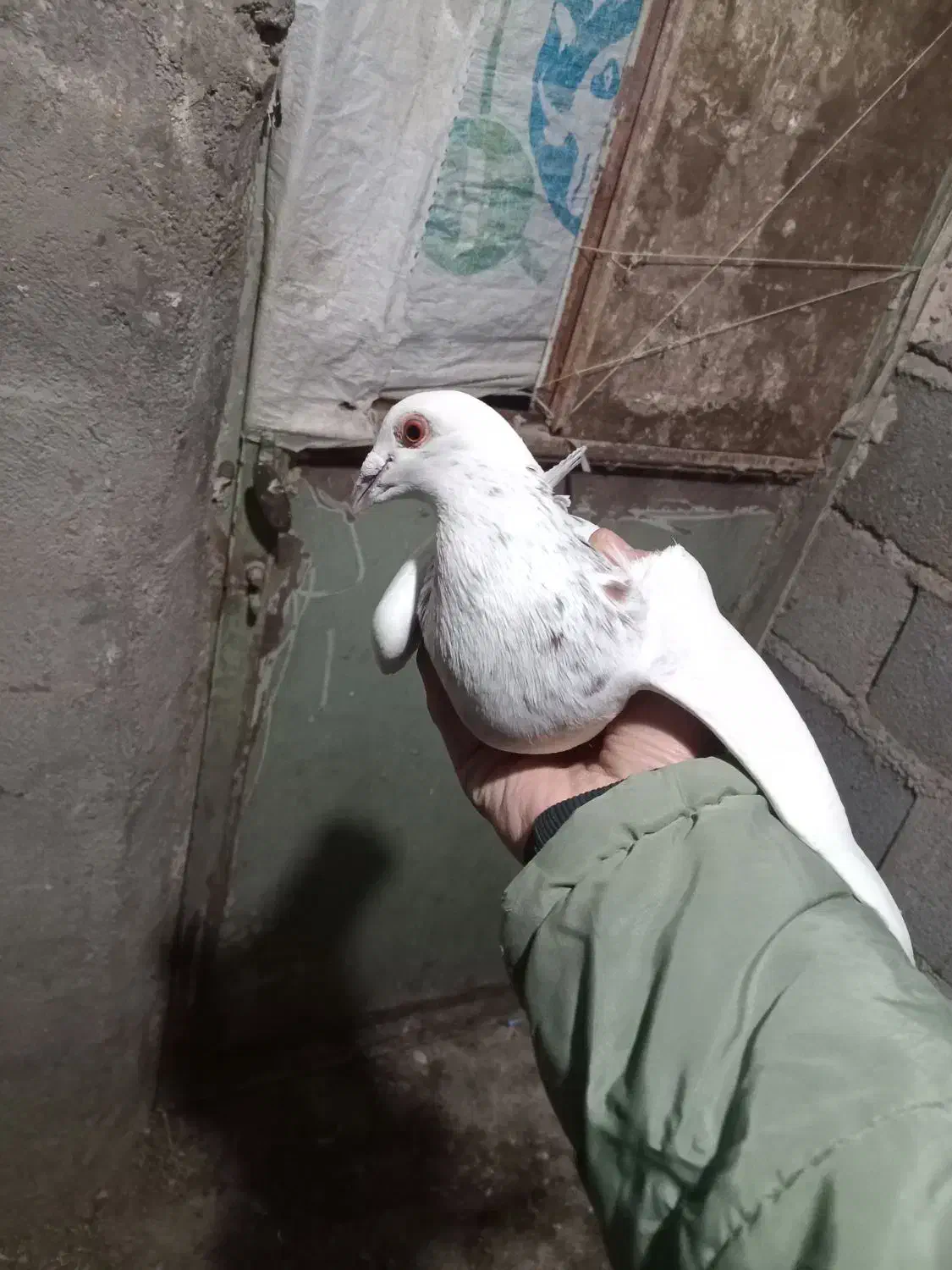 سار اقون|پرنده|آبکوه, |دیوار